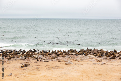 Cape fur seal colony at Cape Cross, Skeleton Coast, Namibia © Antoinee