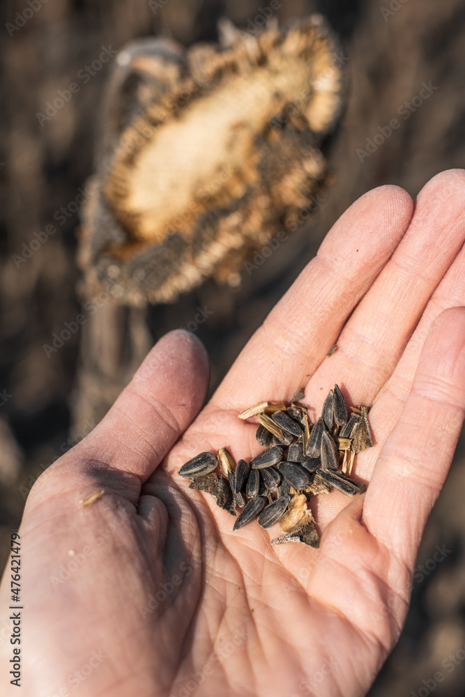 Sunflower seeds in hand close up against the background a field sunflowers in autumn Sunflower seeds in hand close up against the background a field sunflowers in autumn