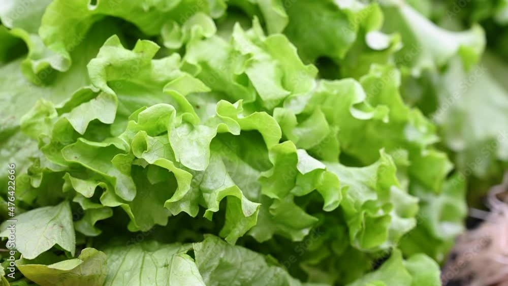 Fresh white lettuce for sale at vegetable market, close up. Boxes full of raw green lettuce in shop. Organic lettuce at the greengrocer's stall. Vegetable. Salad. Fresh white lettuce for sale at vegetable market, close up. Boxes full of raw green lettuce in shop. Organic lettuce at the greengrocer's stall. Vegetable. Salad.