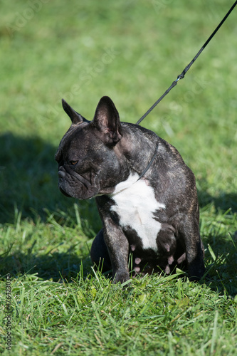 French Bulldog looking to the side © Kyle