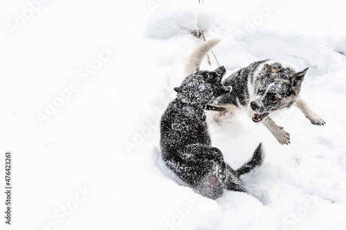 Two dogs playing in the snow