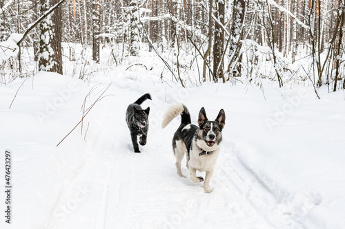 Two dogs playing in the snow