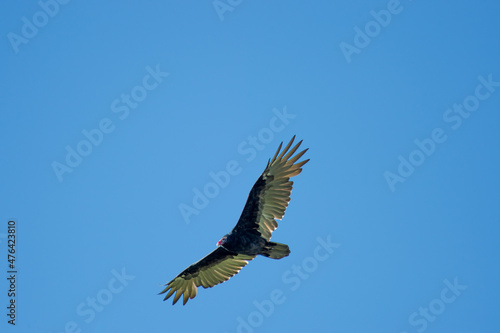 Turkey vulture in flight © Lance