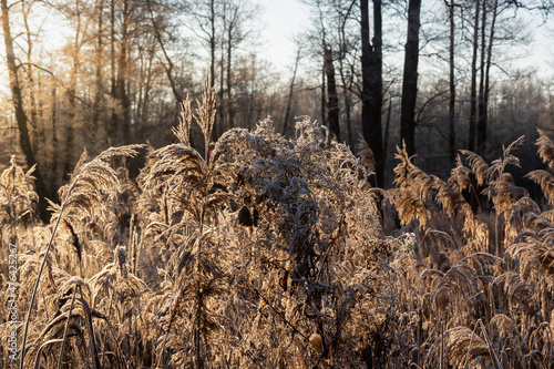 Fototapeta Naklejka Na Ścianę i Meble -  Łagodna zima w Dolinie Supraśli, Puszcza Knyszyńska, Podlasie, Polska