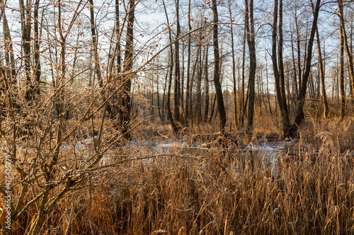 Fototapeta Naklejka Na Ścianę i Meble -  Łagodna zima w Dolinie Supraśli, Puszcza Knyszyńska, Podlasie, Polska