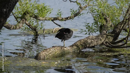 Russia. June 14, 2021. A waterfowl Coot cleans its black feathers standing on the trunk of a tree growing from the water of Olga's Pond in Petrodvorets.