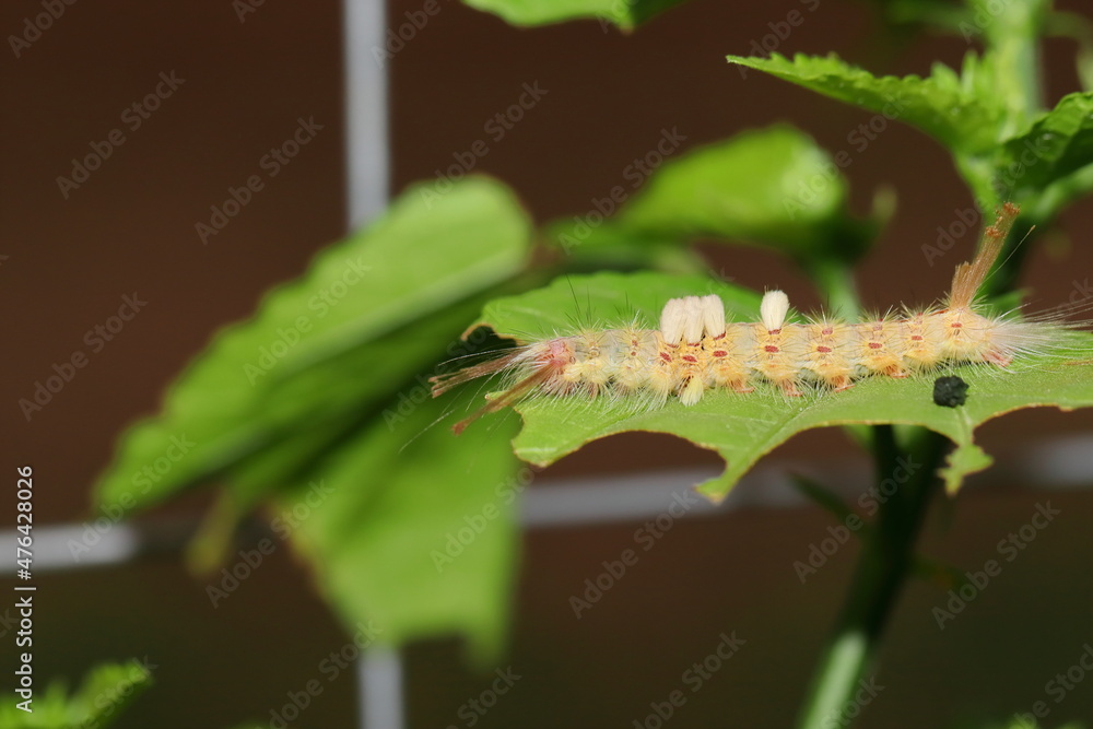 Poisonous worm whose skin has poisonous thorny hairs Poisonous worm whose skin has poisonous thorny hairs