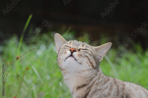 Cat standing in the garden with eyes closed and smelling the air