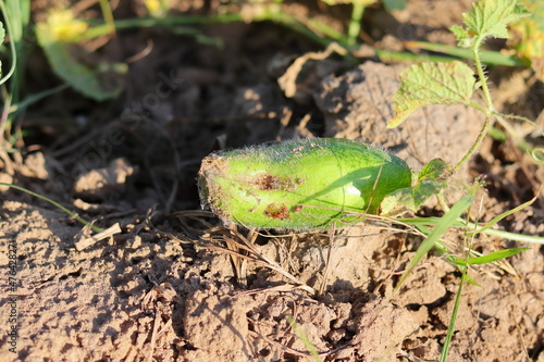 Cucumber grown in the field is stained with disease and some insects