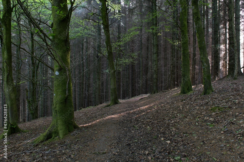 Obraz premium path in the forest