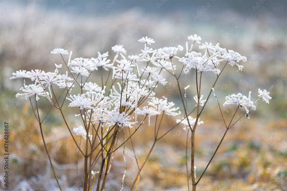 Colorful scene with frozen cow parsley Colorful scene with frozen cow parsley