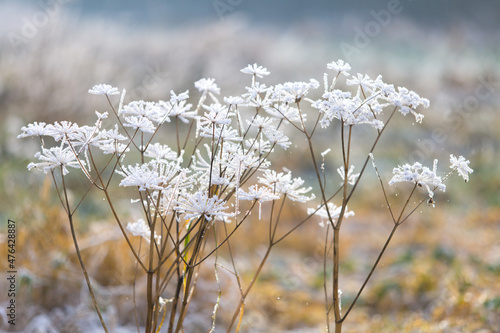 Colorful scene with frozen cow parsley