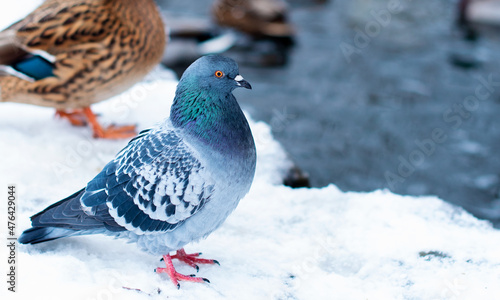 Dove. The bird is standing by the water in the snow.