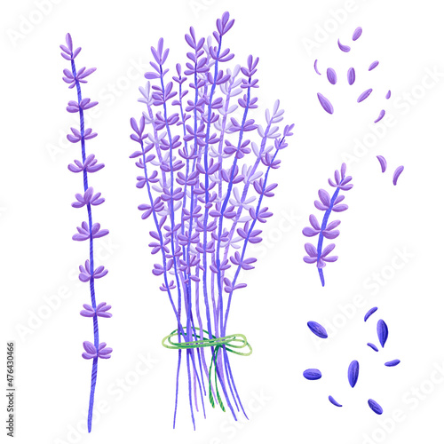Drawing lavender