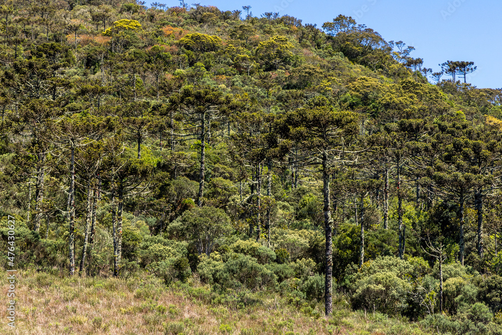 Araucaria forest at Monte Negro Peak