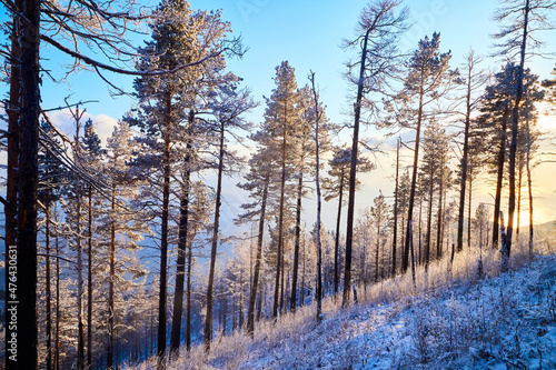 Pine trees on a hillside or mountain and blue sky in the background in Siberia near Lake Baikal in Russia