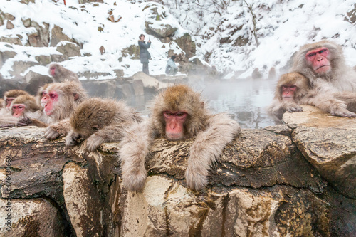 Photography Group of snow monkeys sleeping in a hot spring at Jigokudani Yaen-Koen, Nagano Prefecture, Japan