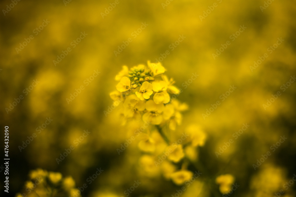 Obraz premium Mustard Flowers