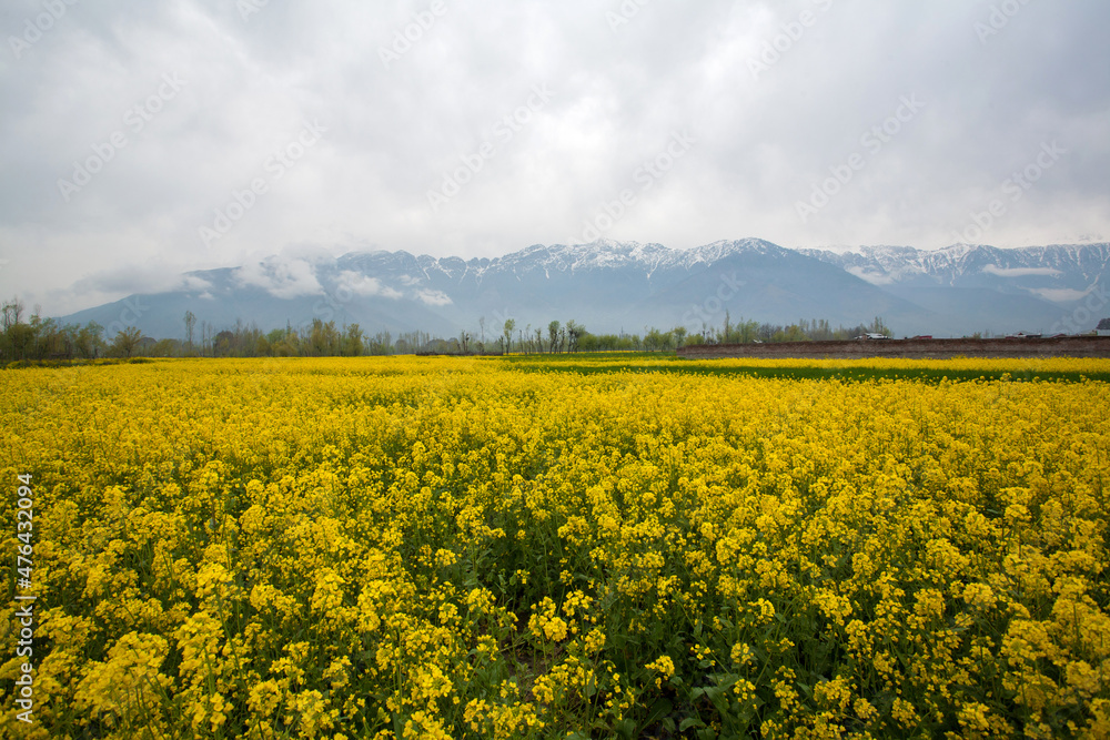 Mustard Flowers Field in April at Kashmir, India Mustard Flowers Field in April at Kashmir, India