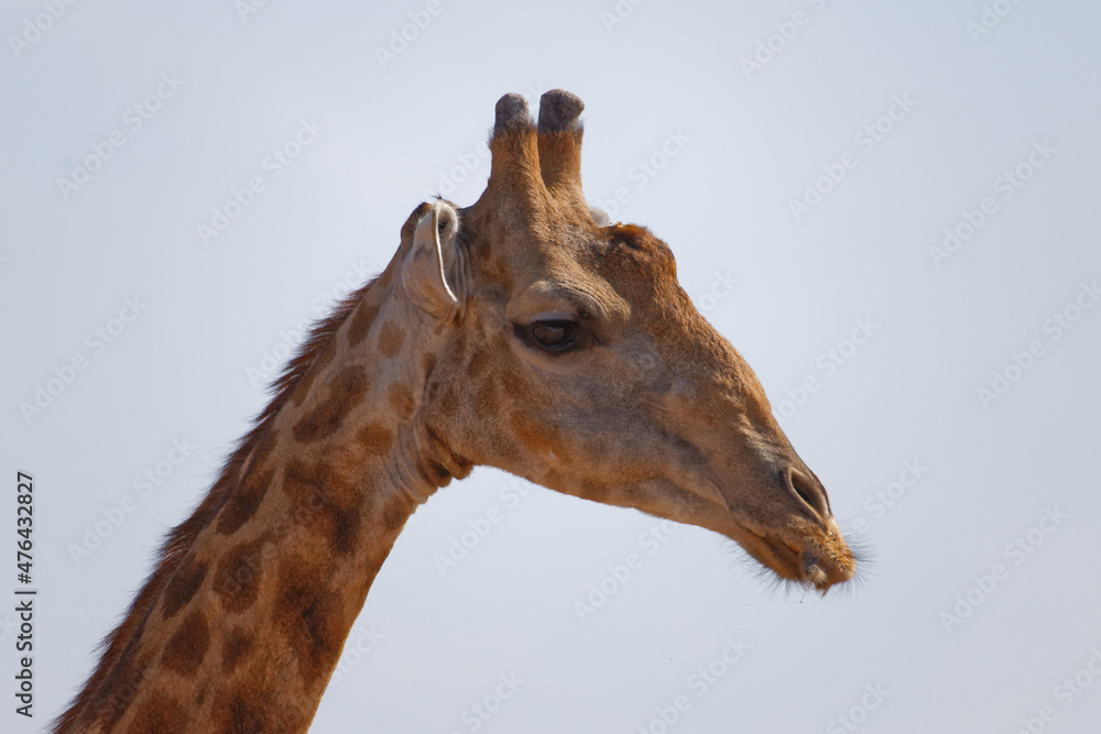 Giraffe Giraffe