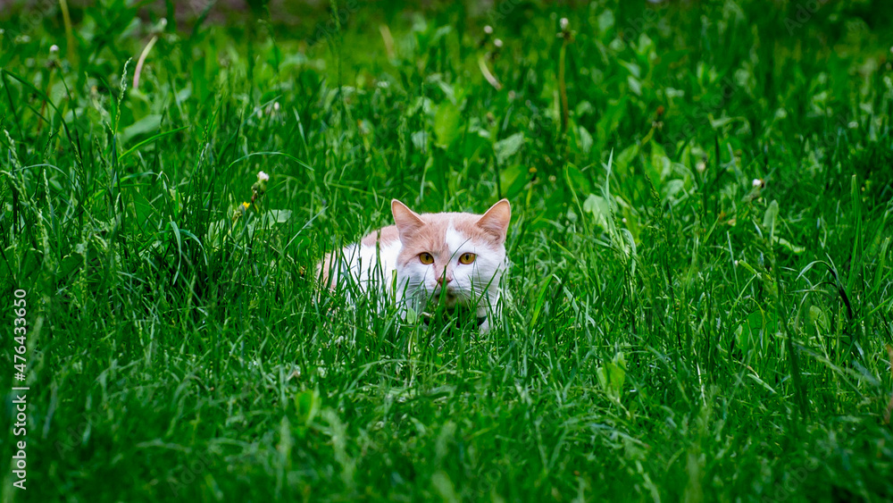 A beautiful white cat with orange ears is sitting in the green grass.