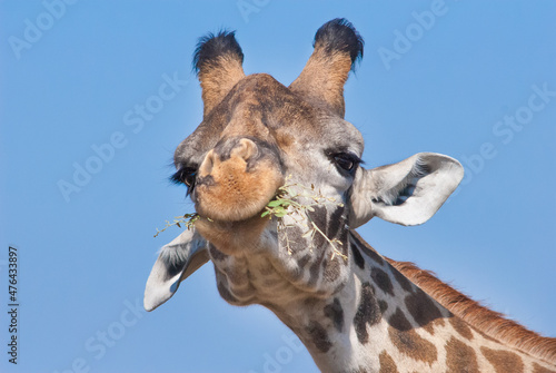 Female giraffe eating grass in Masaai Mara, Kenya. Giraffes belong to ruminant group of animals, eating and digestion of grasses and other plant material.  photo