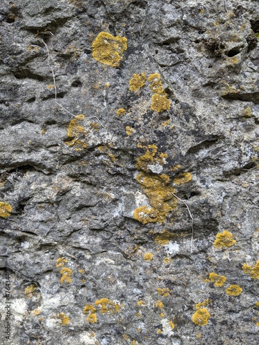 Nahaufnahme einer Baumrinde