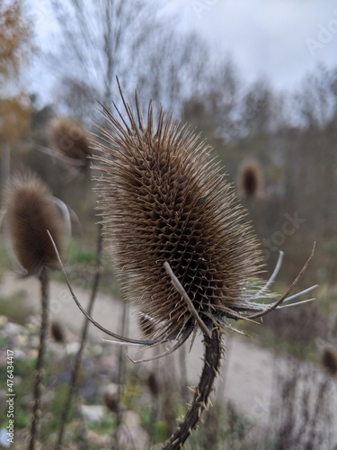 Nahaufnahme einer Distel