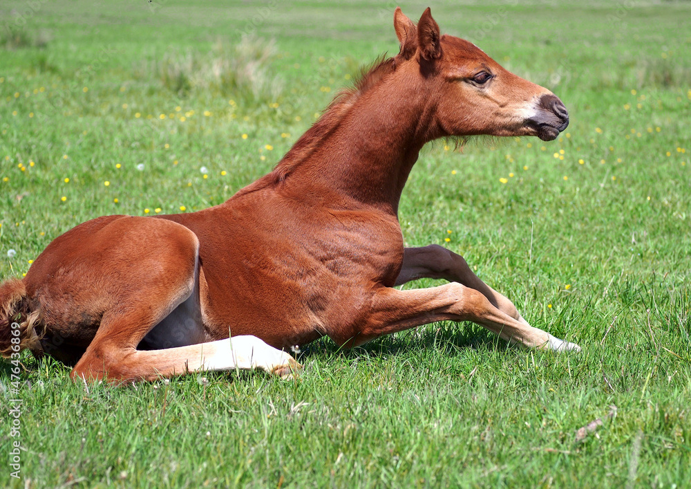 Fototapeta premium Small chestnut foal prepared to rise to its feet 