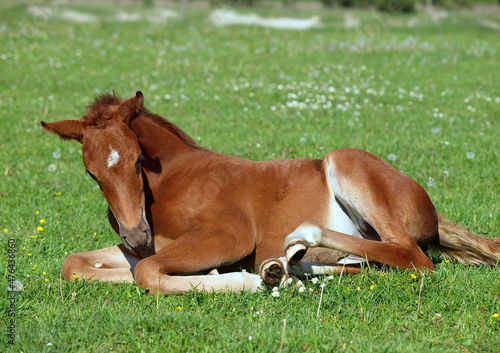Cute chestnut foal resting on summer pasture © goldika