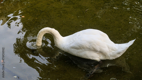 Single swam swimming on a river in the zoo park in Belgrade  Serbia