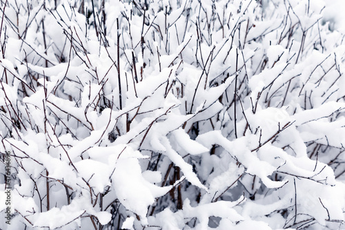Shrub under white snow cover by close up.Thin branches powdered with a thick layer of snow.Winter landscape.Concept of decoration, abstraction,background.
