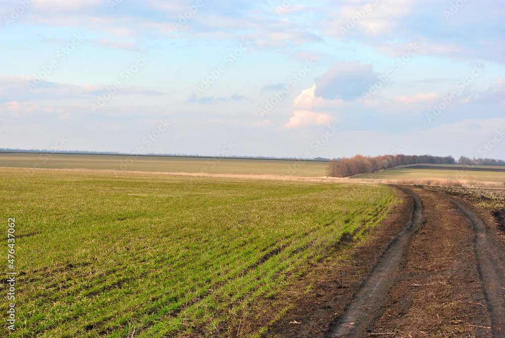 Field of green wheat (rye) rows on the edge of oak trees line, road along, cloudy sunny sky, spring in Ukraine