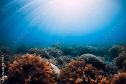 Underwater scene with red seaweed, sun rays and transparent water.