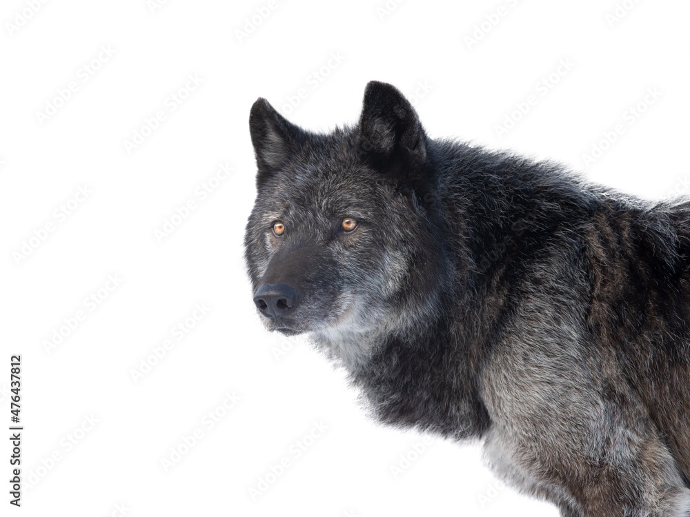 black canadian wolf isolated on white background