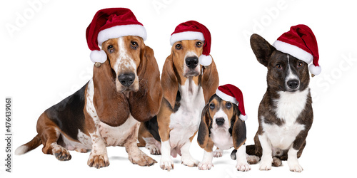 Dog family or pack of aFrench basset artesien normand and puppy a basset hound and a welsh corgi standing front view with christmas hats isolated on white