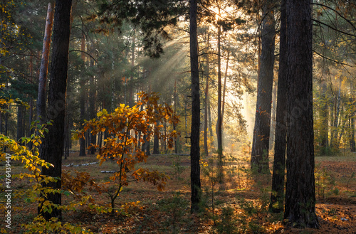 Fototapeta Naklejka Na Ścianę i Meble -  The sun's rays pierce the branches of the trees. Beautiful autumn morning in the forest.