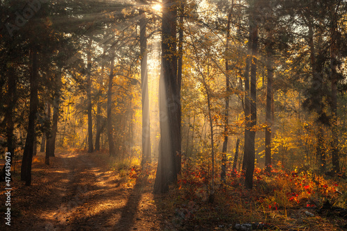 The sun's rays pierce the branches of the trees. Beautiful autumn morning in the forest. © Mykhailo