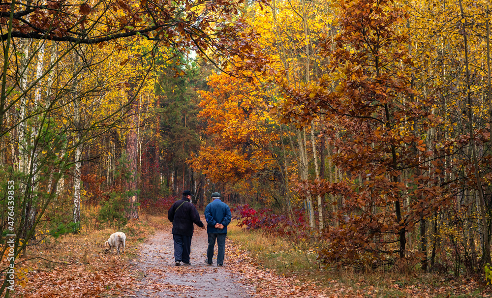 Walk in the autumn forest. Beautiful trees decorated with autumn colors. Walk in the autumn forest. Beautiful trees decorated with autumn colors.