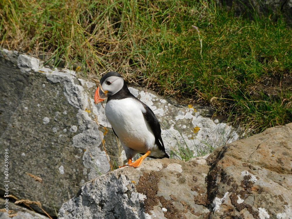 Fototapeta premium The cute Atlantic Puffins on the island of Mykines in the Faroese