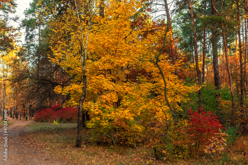 Autumn has decorated the forest with its colors. The leaves turned yellow, orange, red.