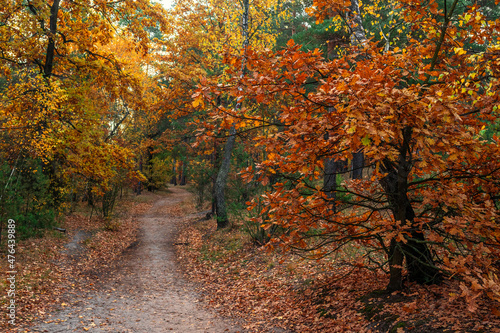 Autumn has decorated the forest with its colors. The leaves turned yellow  orange  red.