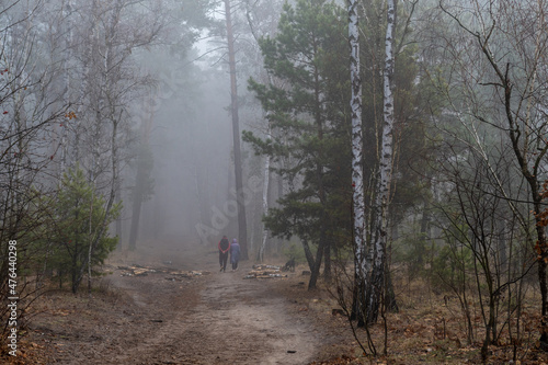 Autumn fogs. Damp autumn weather in the forest. © Mykhailo