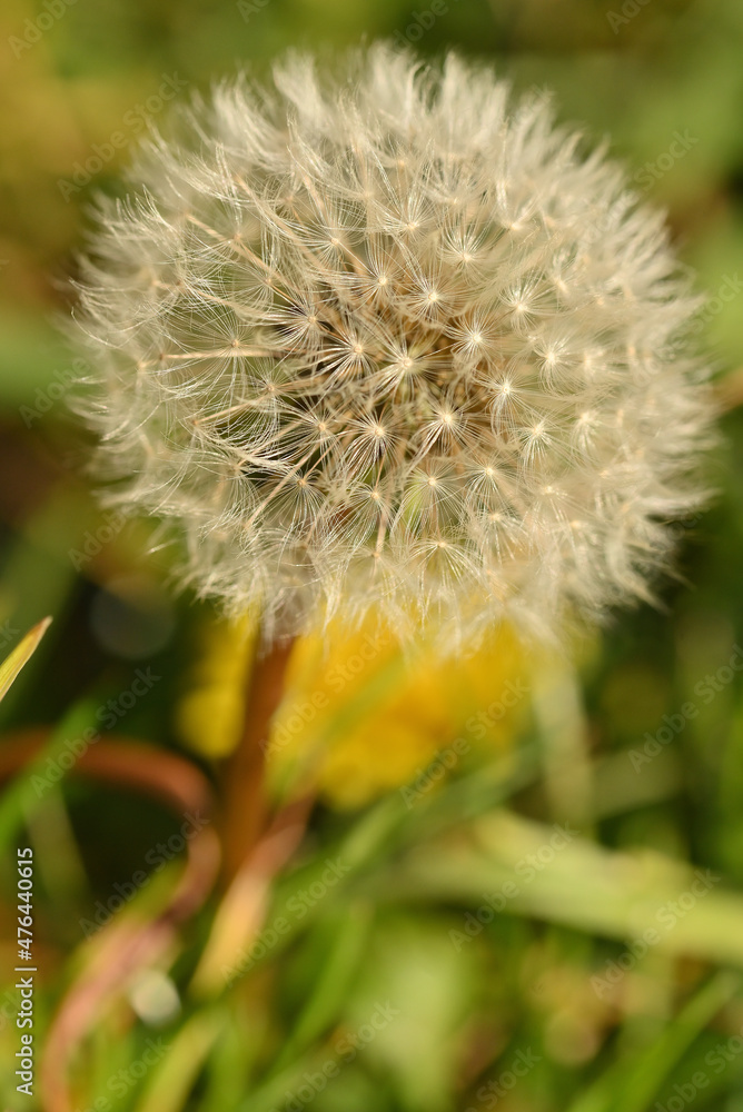 macro d'akènes de pissenlit