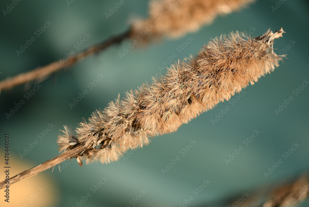 macro de liatris en hiver macro de liatris en hiver