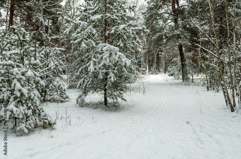 Naklejka premium Snow fell to the ground and trees. Cold winter weather.