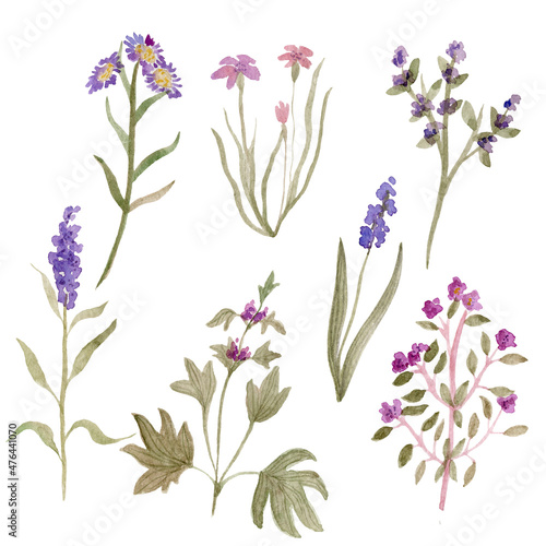 Meadow  forest  wild herbs. Watercolor illustration.