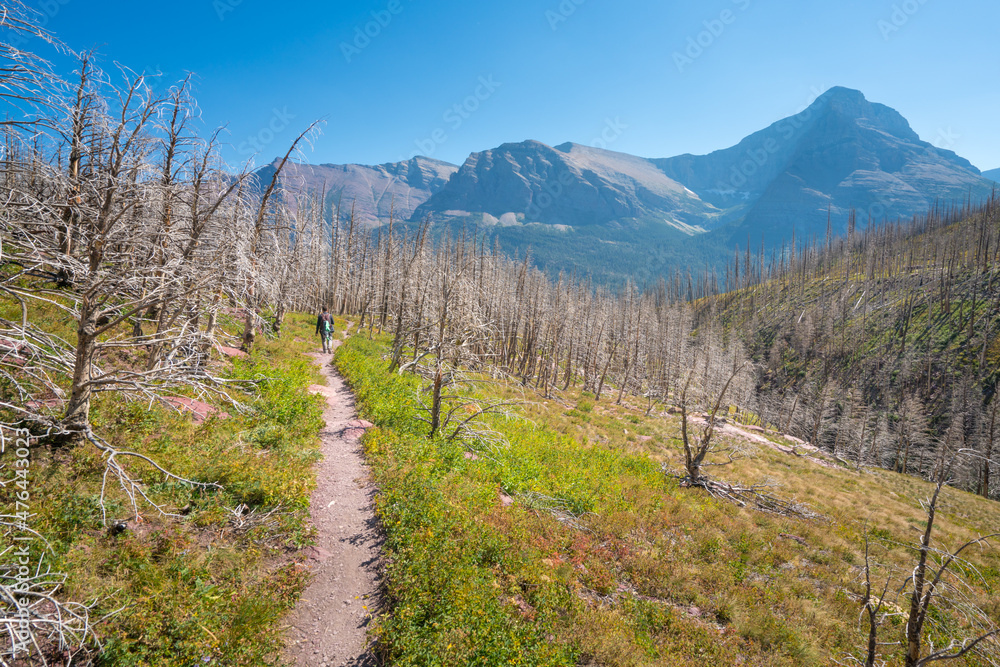 Siyeh Pass hiking trail leading through forest burned by wildfires in the in the Glacier National Park, Montana, USA. Wildfires in the Rockies.