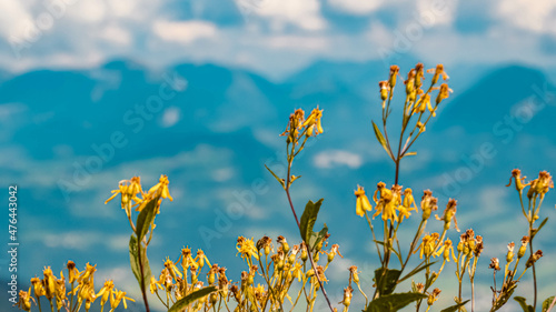 Fotografie Solidago virgaurea, goldenrod, at the famous Purtschellerhaus near Berchtesgaden