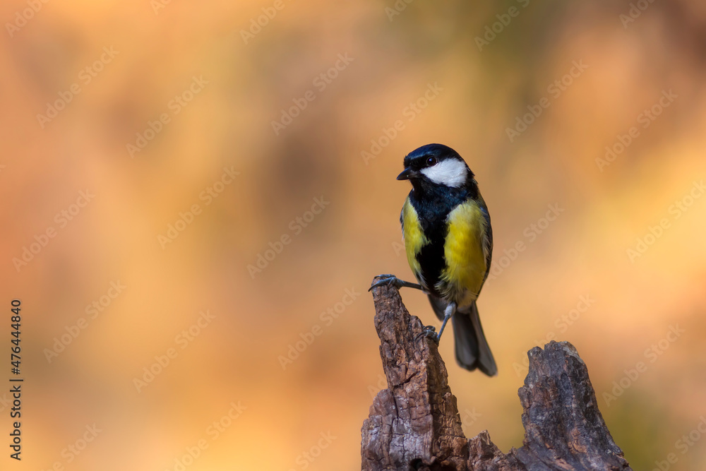 Fototapeta premium Beautiful bird. Nature background. Great Tit. 